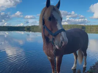 hästar Kallblodsvalack söker nytt hem - Annons 11