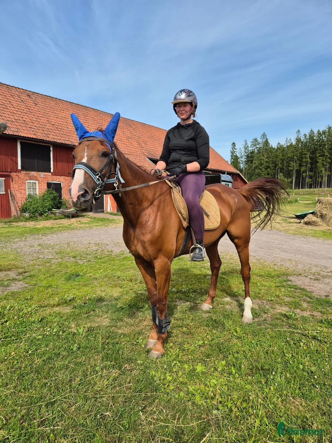 Trav hästar till salu: Fux med bläs - Annons 4