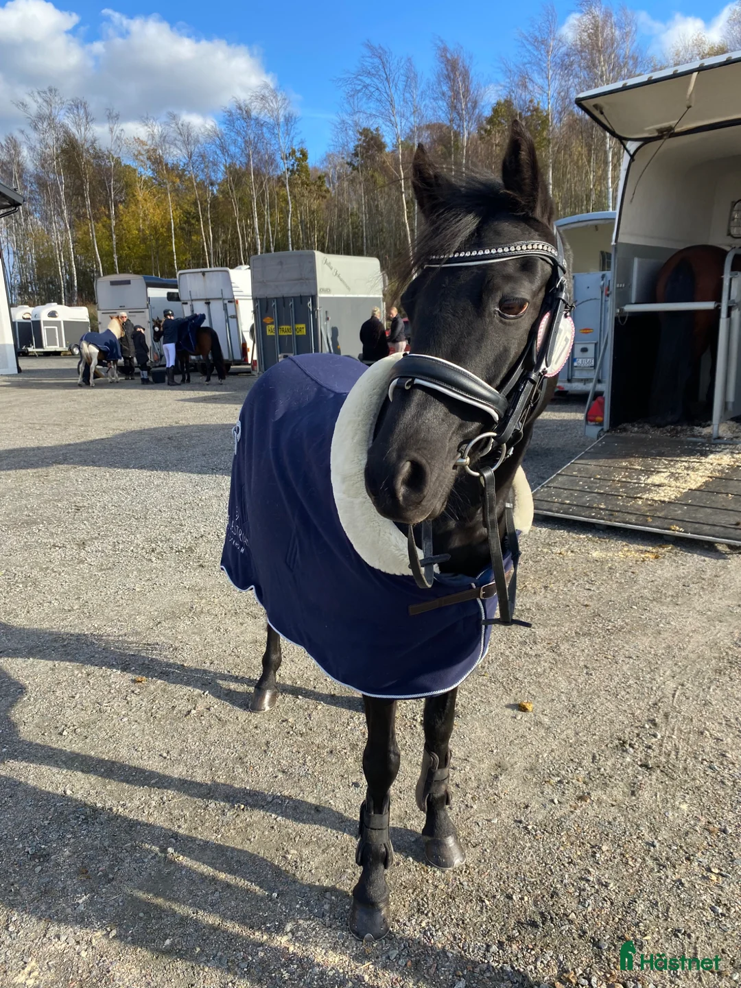  foderhäst finnes: B-ponny: Medryttare / fodervärd  - Annons 1