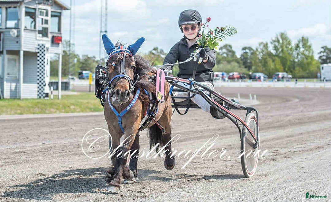 Trav hästar till salu: Toppstammat sto för den satsande!!! i Klagstorp - Annons 3