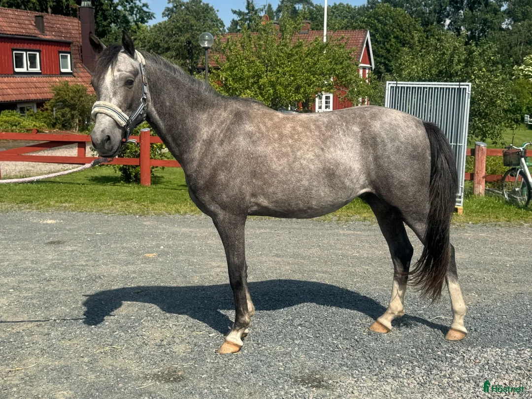 Allround hästar till salu: Blivande tävlingsponny. - Annons 1