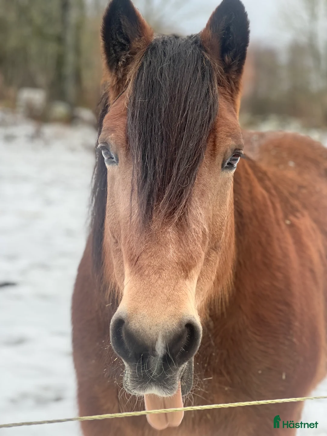 Allround hästar till salu: Världens snällaste skogsmulle / tanthäst i Hörja - Annons 15