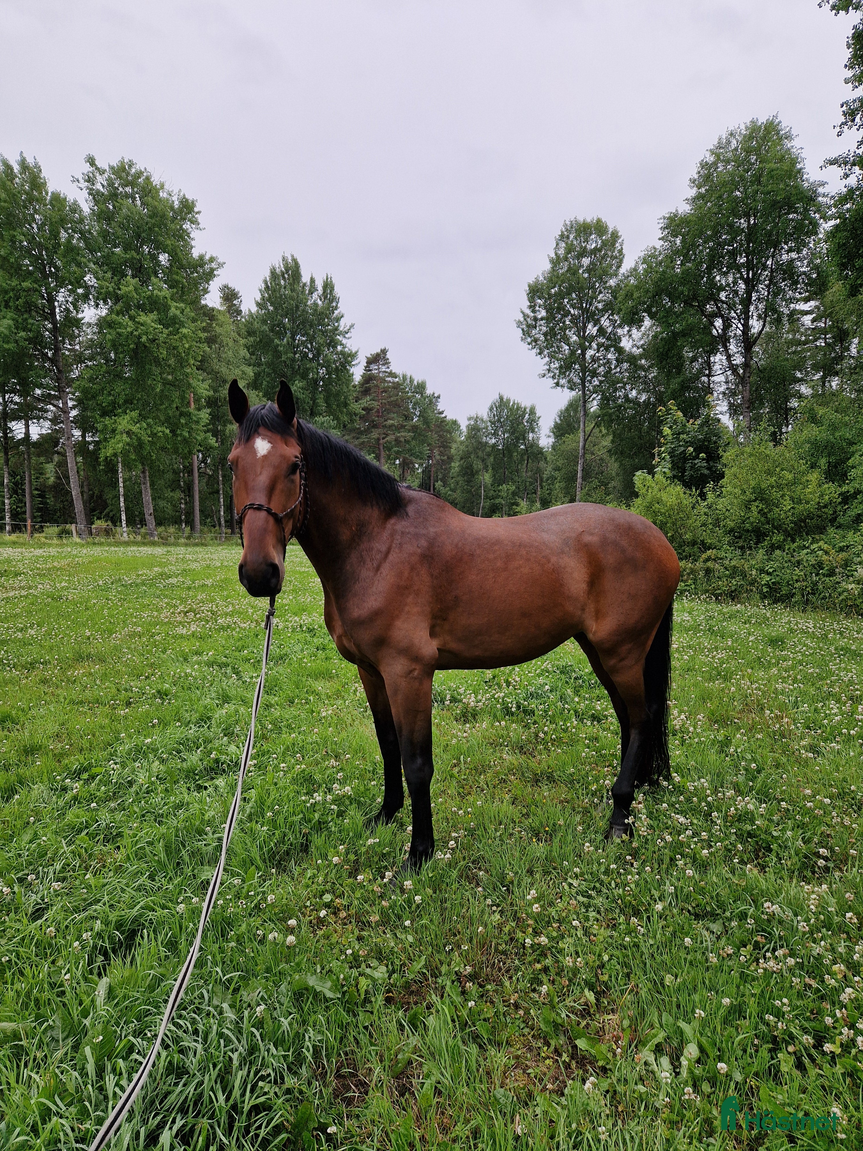  hästar Stor och snäll valack säljes - Annons 11