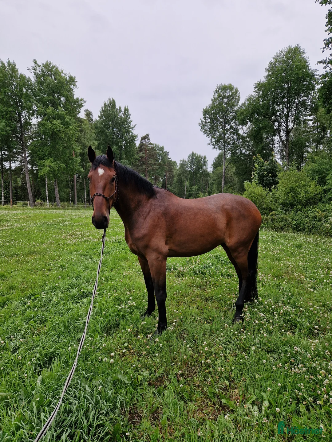 Allround hästar till salu: Stor och snäll valack säljes - Annons 1