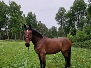 hästar Stor och snäll valack säljes - Annons 11