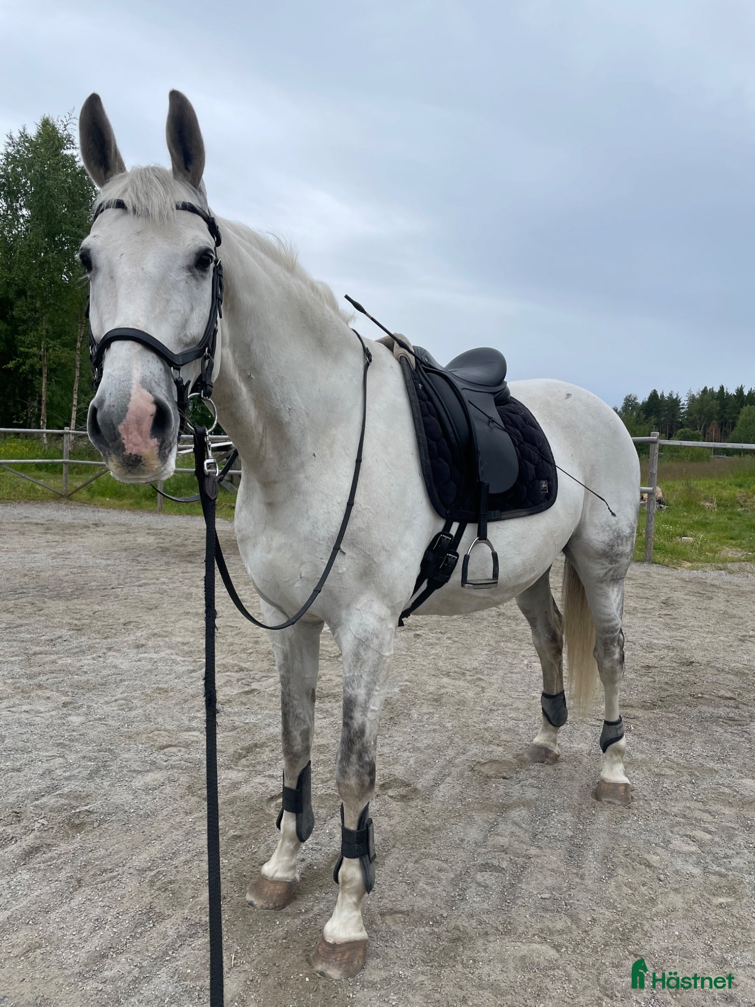  hästar Snäll och trygg dressyrhäst - Annons 1