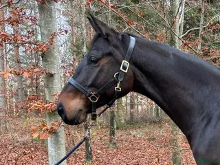 Allround hästar till salu: Trevlig dressyr, hopp, fälttävlans valack i Färlöv - Annons 2