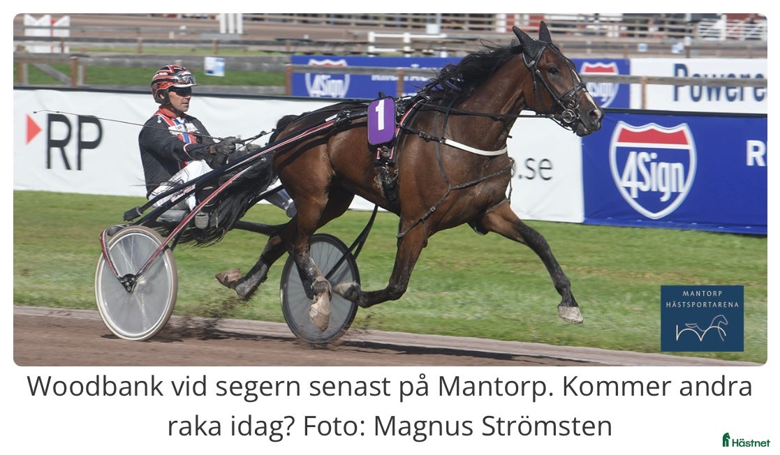  hästar Mycket trevlig kille! i Rimforsa - Annons 2