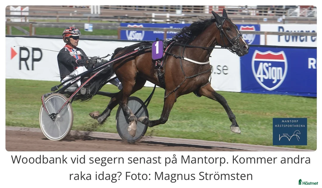 Övrigt hästar till salu: Mycket trevlig kille! i Rimforsa - Annons 1