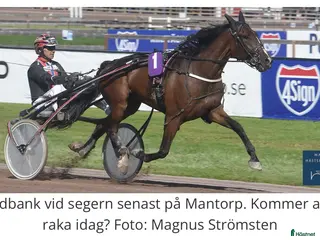 hästar Mycket trevlig kille! i Rimforsa - Annons 2