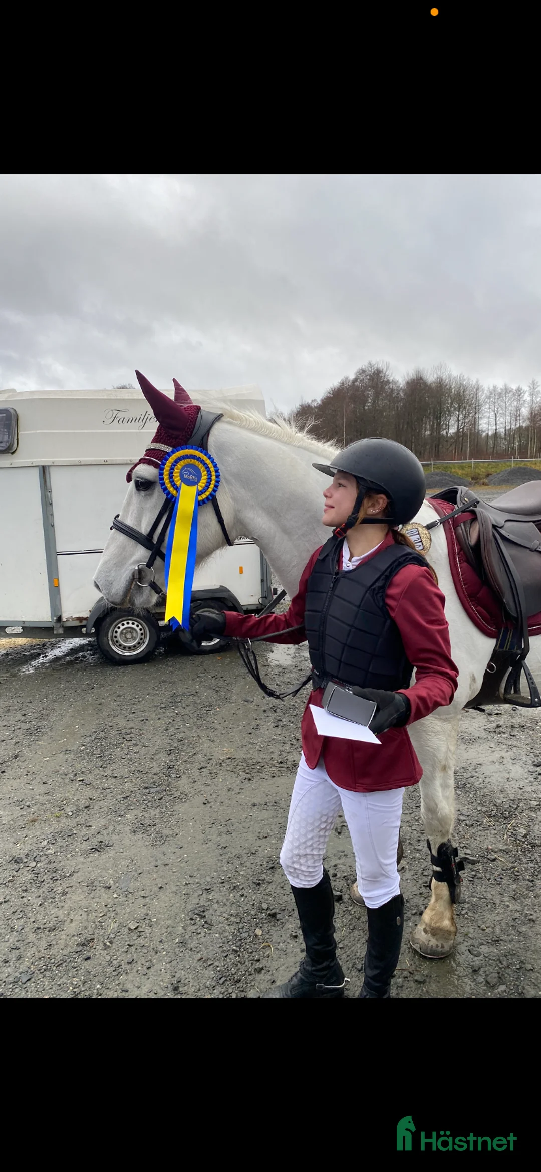 Allround hästar till salu: Drömponny för valfri gren 🌟 - Annons 5