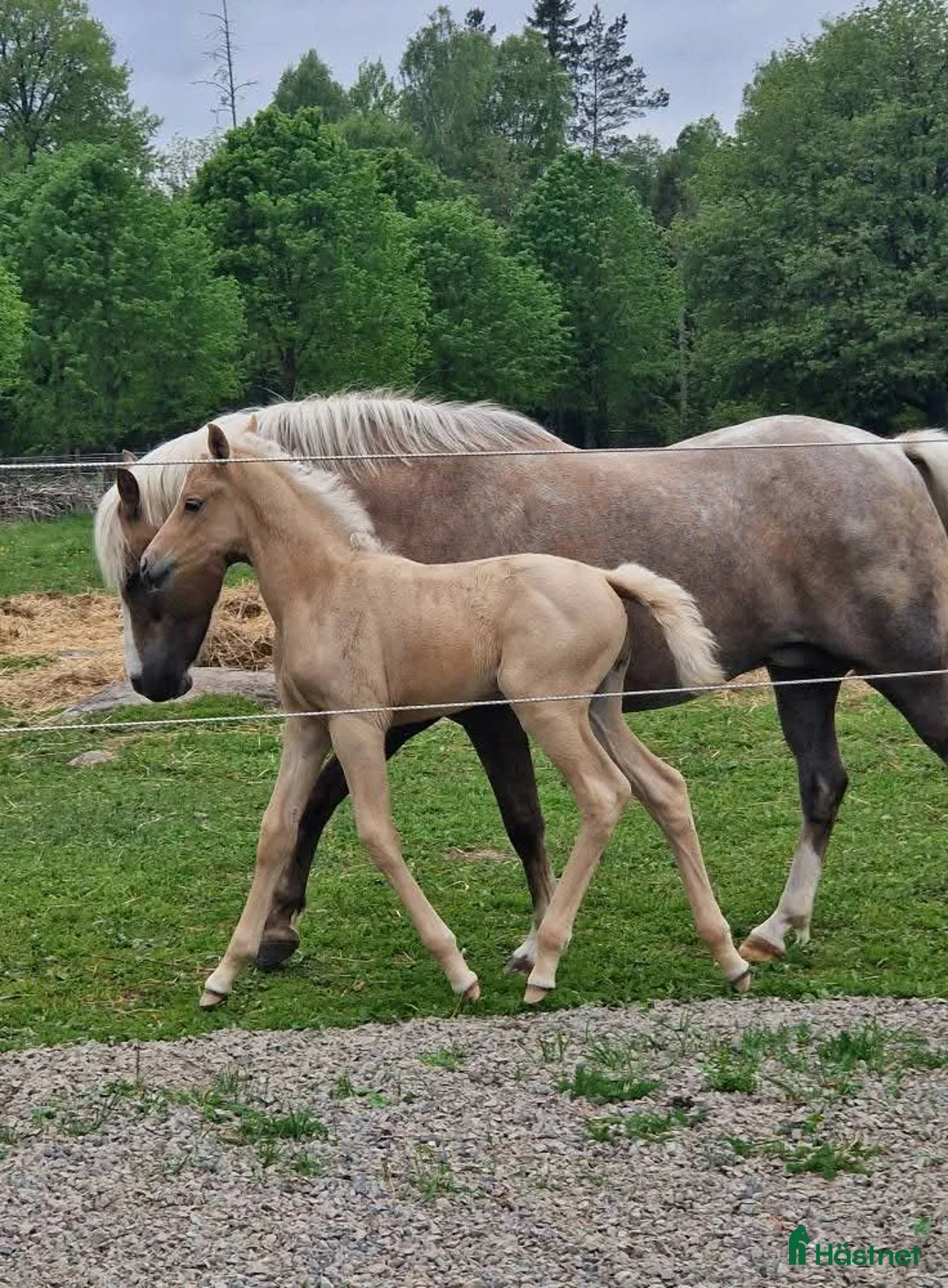 Dressyr hästar till salu: Vackert stoföl  i Braås - Annons 3