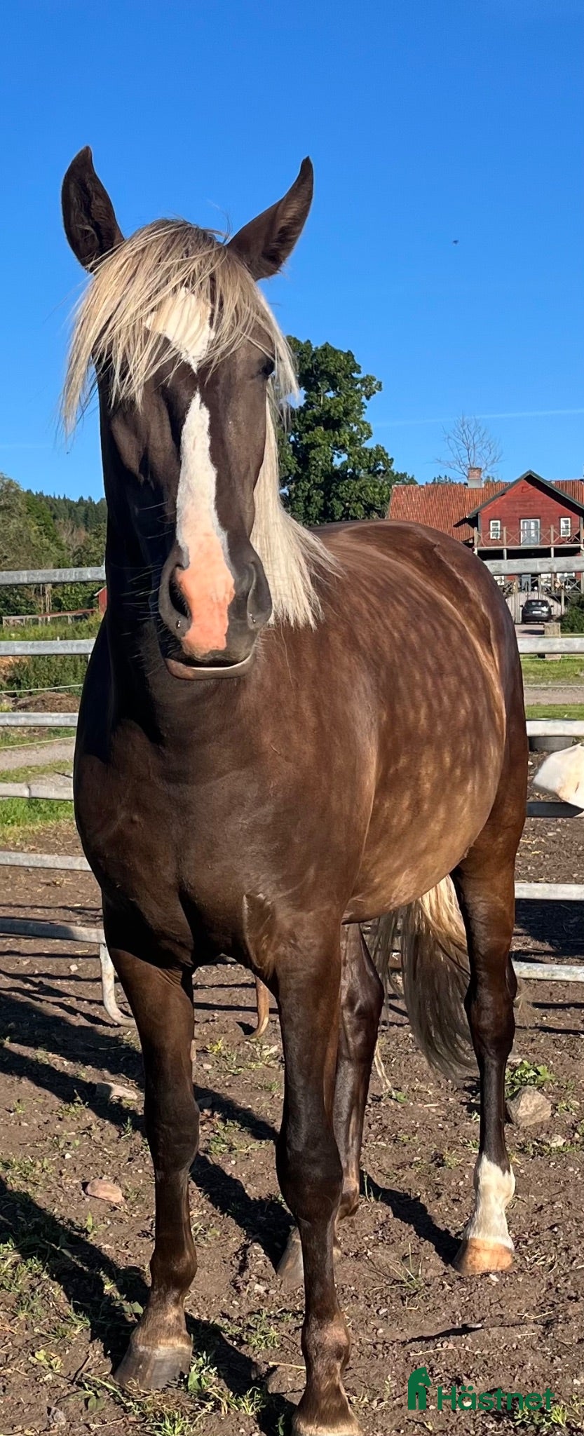  hästar Helt unikt PRE-sto säljes!  - Annons 1