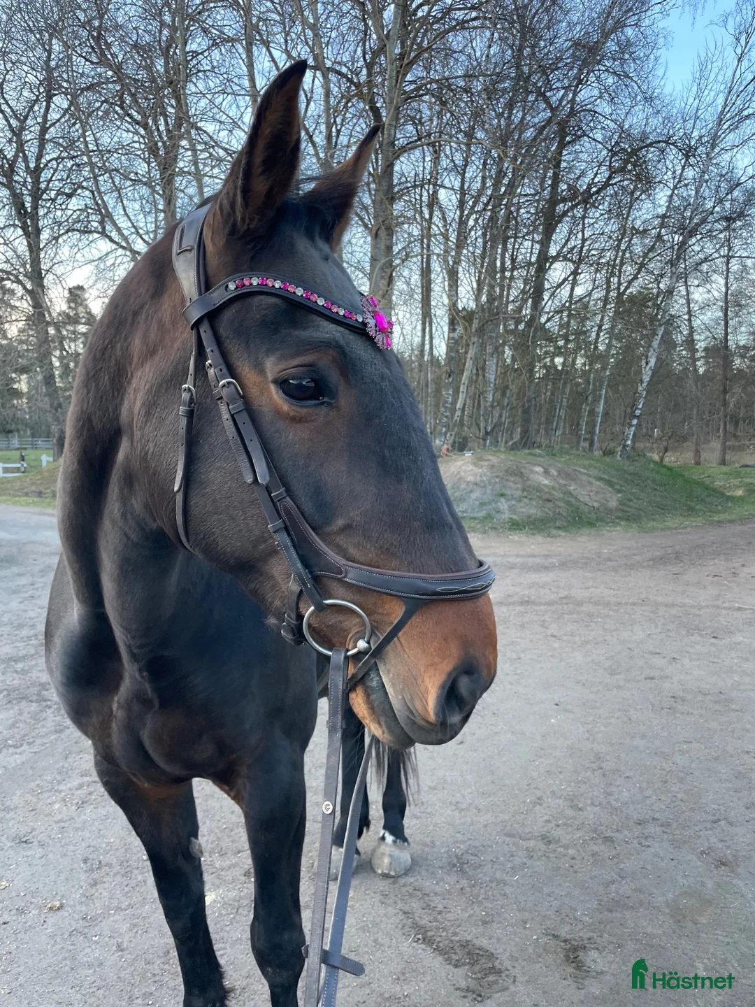 Allround hästar till salu: Till dig som söker en bästa vän! - Annons 1