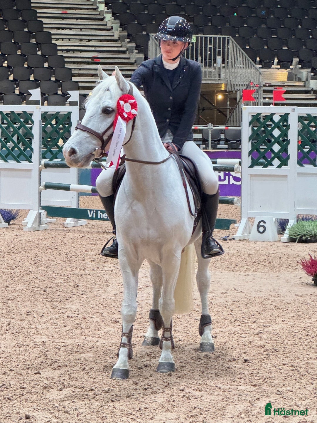 Hoppning hästar till salu: Topp kat.1 ponni til salgs i Bryne - Annons 4