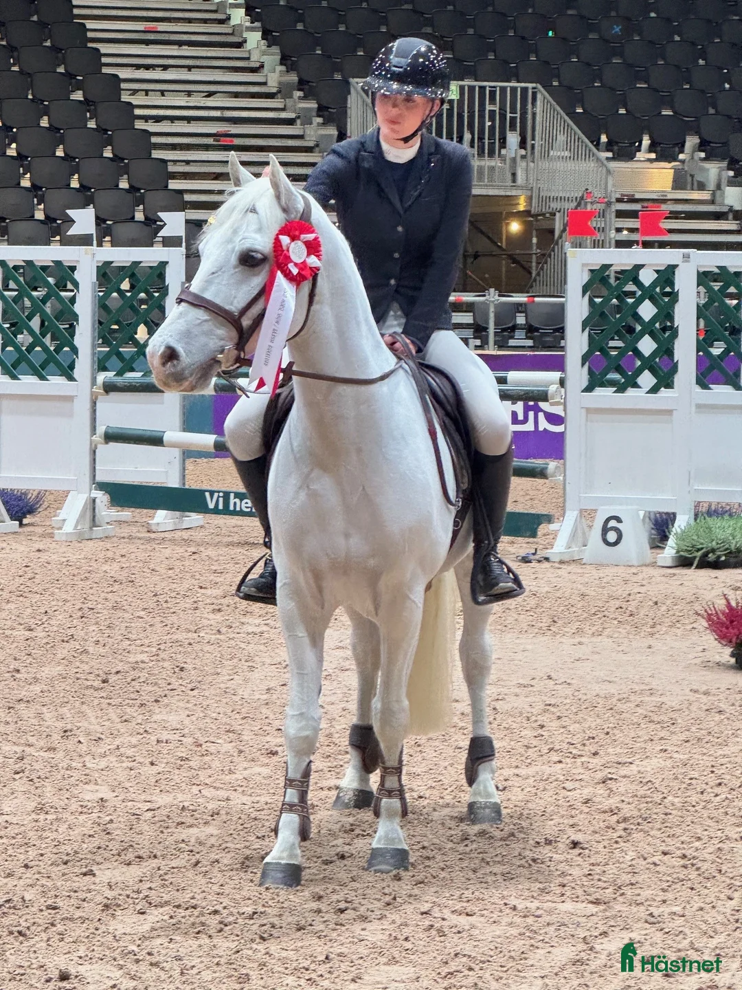 Hoppning hästar till salu: Topp kat.1 ponni til salgs i Bryne - Annons 4