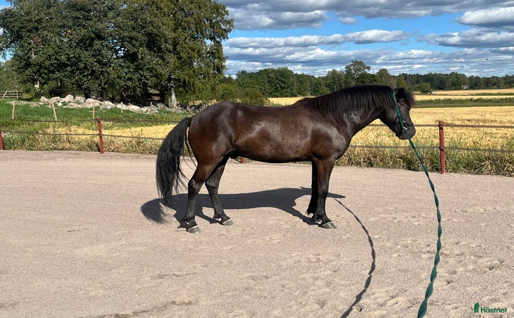  hästar i Kristinehamn - Annons 15