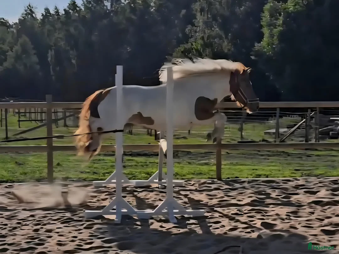 Island hästar till salu: Mor -dotter/sonhäst alt verksamhet i Tyringe - Annons 3