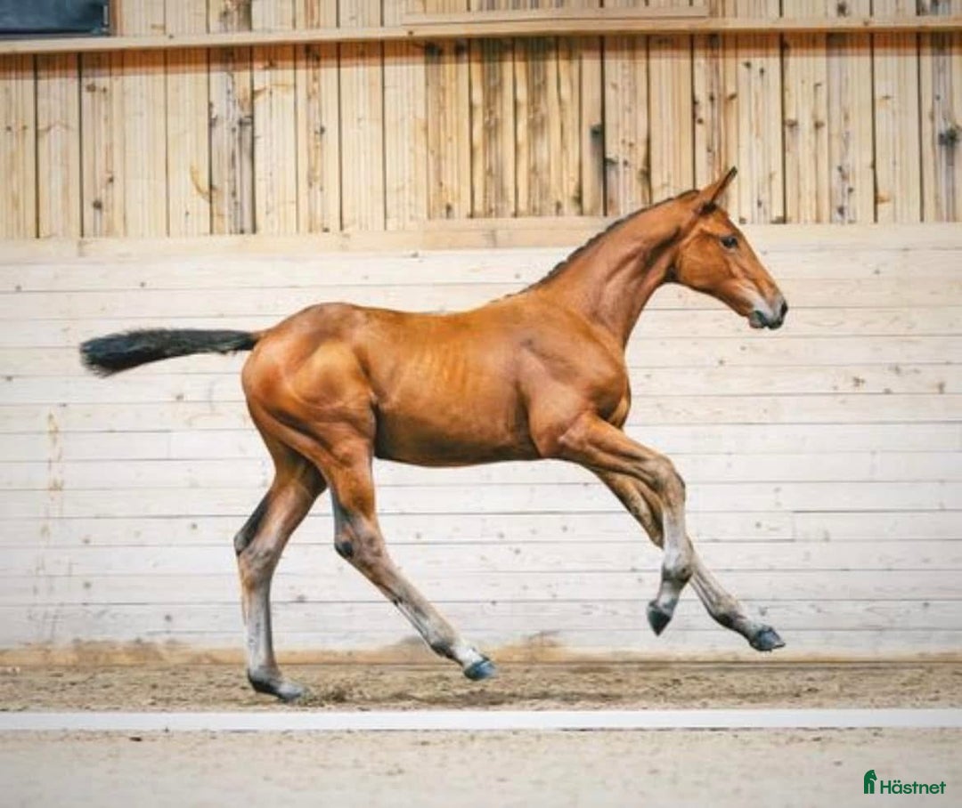 Avelshästar hästar till salu: Avelssto e Bamako de Muze dräktig med Cascadello I i Eskilstuna - Annons 7