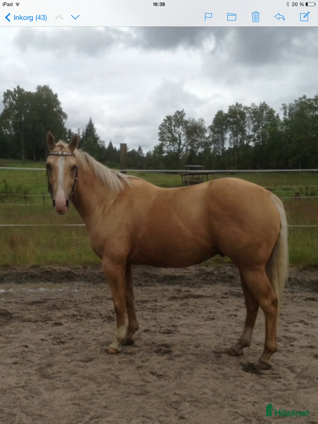 Allround hästar till salu: Quarter med ett stort hjärta - Annons 1