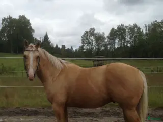 hästar Quarter med ett stort hjärta - Annons 12