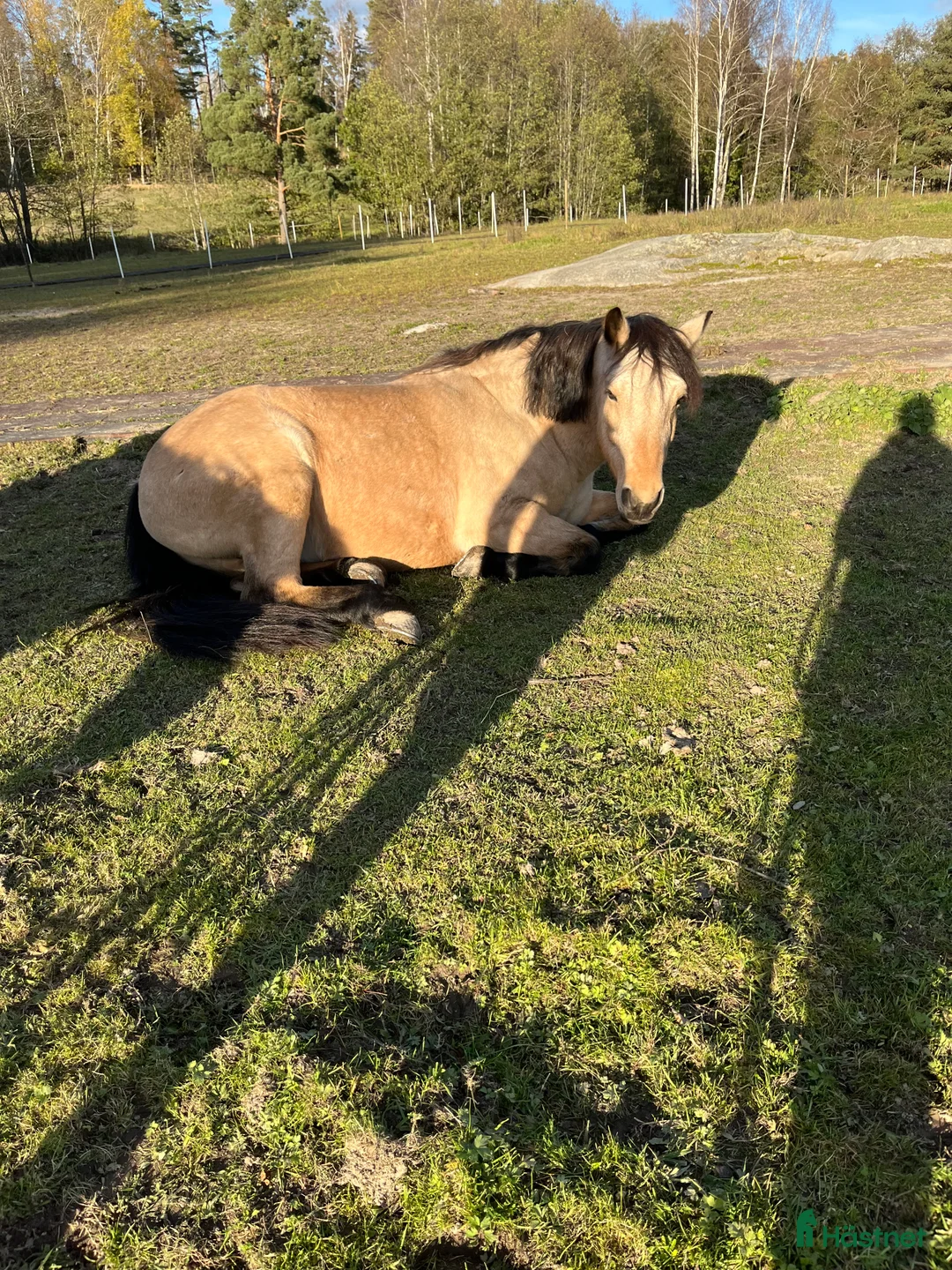 Allround hästar till salu: Trygg och pålitlig D-oonny - Annons 2