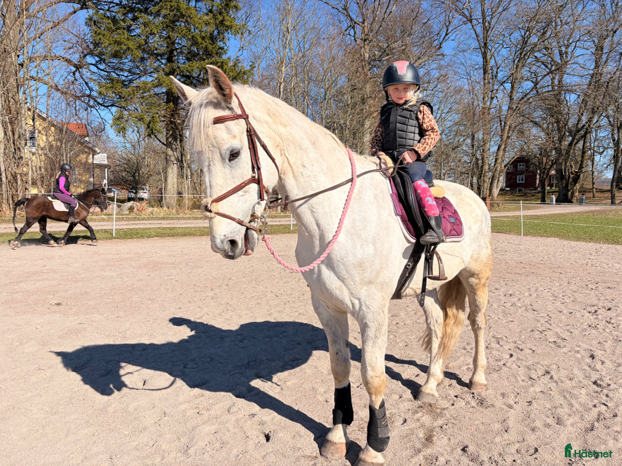  hästar Perfekt häst för ridskola  - Annons 1
