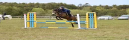 Hoppning hästar till salu: Vackert hoppsto d-ponny 148 cm född-17 i Hemse - Annons 6