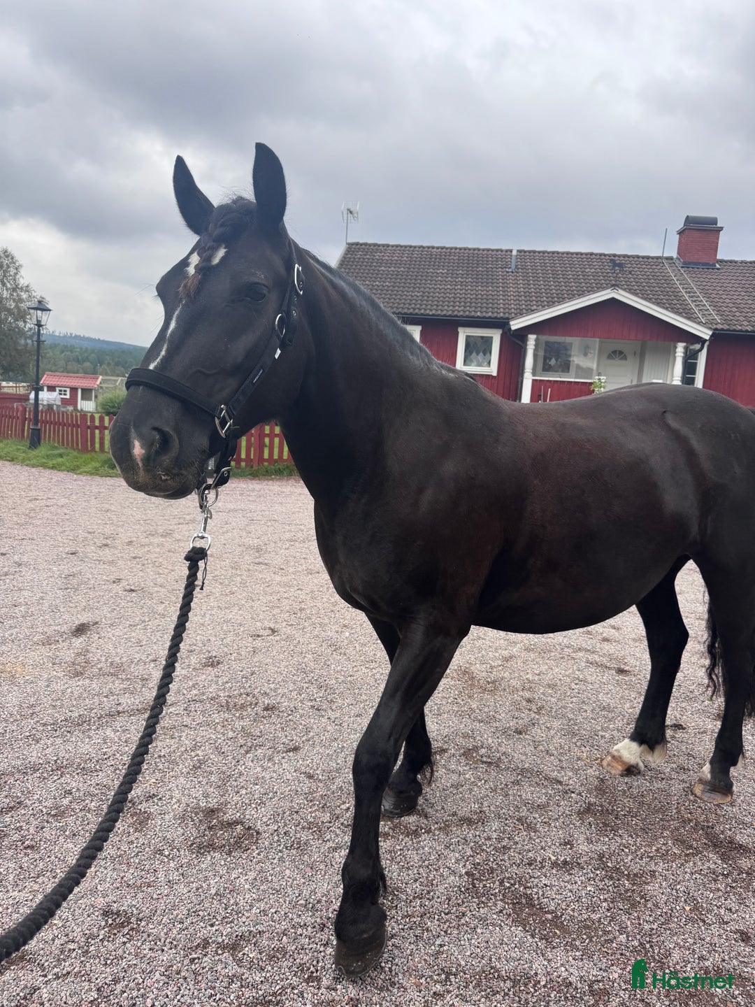 Allround hästar till salu: Snällt kallblod i Leksand - Annons 2