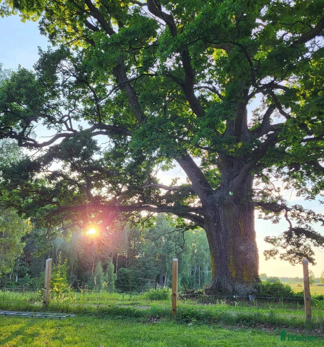  stallplats finnes: Naturskön lösdriftsplats med stall, långa ridvägar i Sturefors - Annons 3