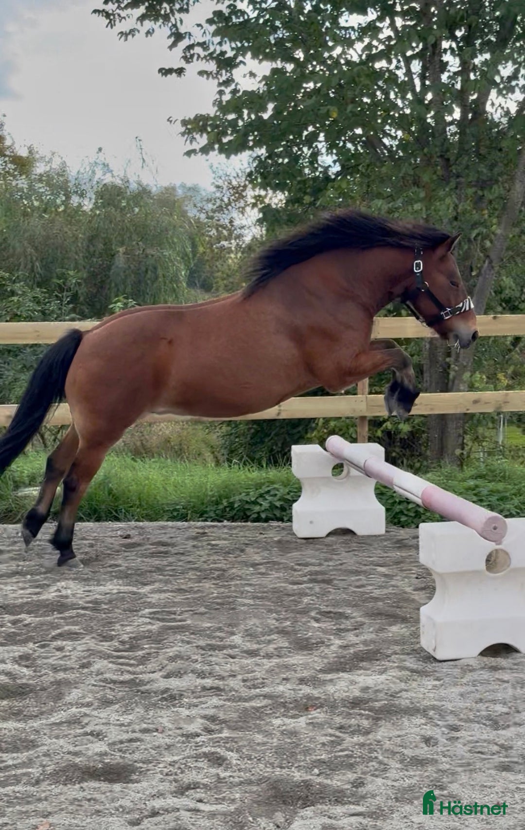 Allround hästar till salu: Allround stark korsning som gillar att hoppa i Söderköping - Annons 9