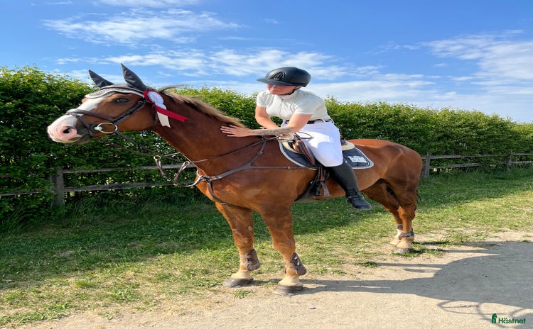  hästar i Enköping - Annons 13