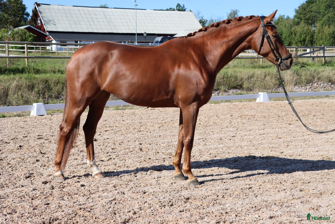 Dressyr hästar till salu: Lovande unghäst för framtiden  i Tranås - Annons 7