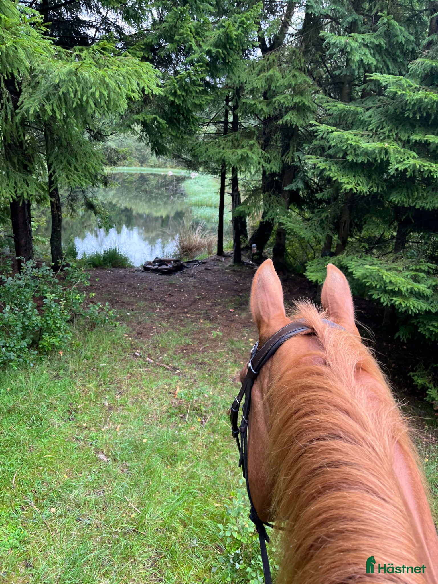  hästar Sommarhäst sökes ☀️ - Annons 3