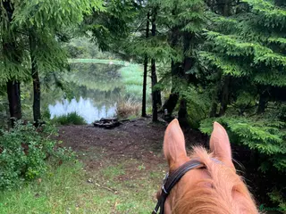 hästar Sommarhäst sökes ☀️ - Annons 3
