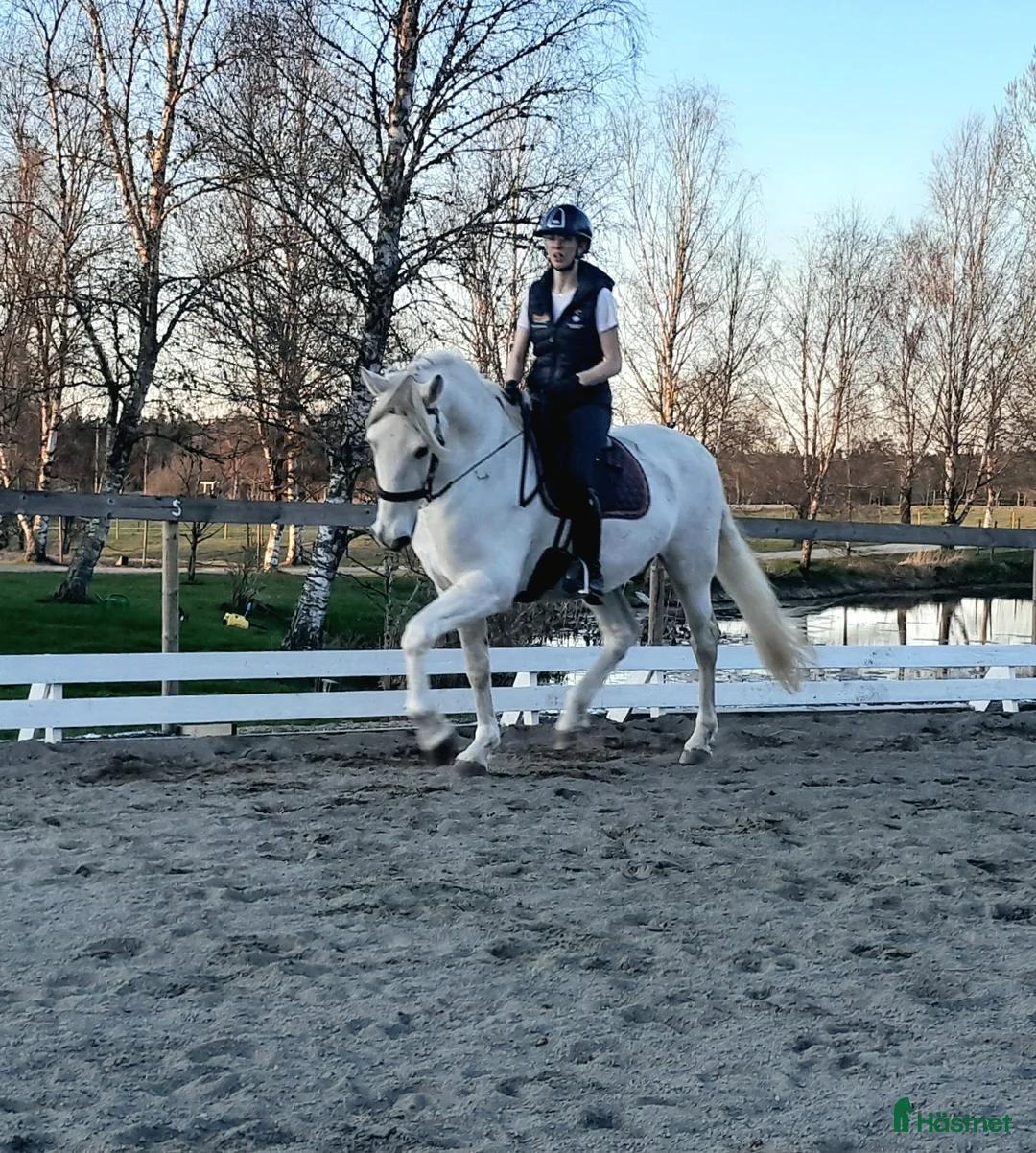 Övrigt hästar till salu: Vänlig PRE valack! - Annons 2