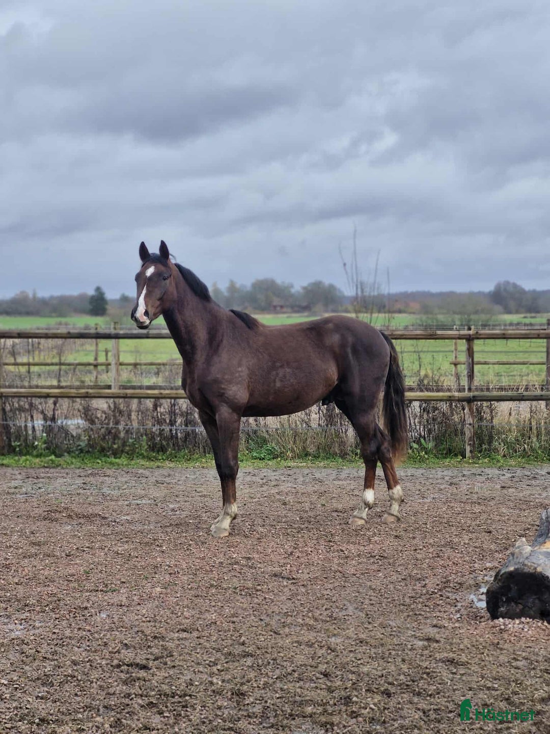 Allround hästar till salu: Flott Hingst för framtiden  i Årsunda - Annons 7