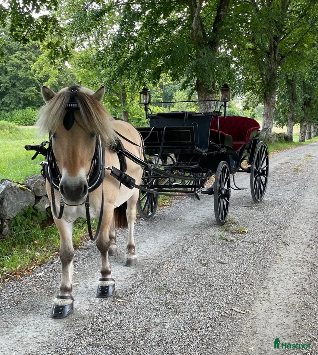 Körvagnar körning till salu: Tjusig Bröllopsvagn , promenadvagn. - Annons 4