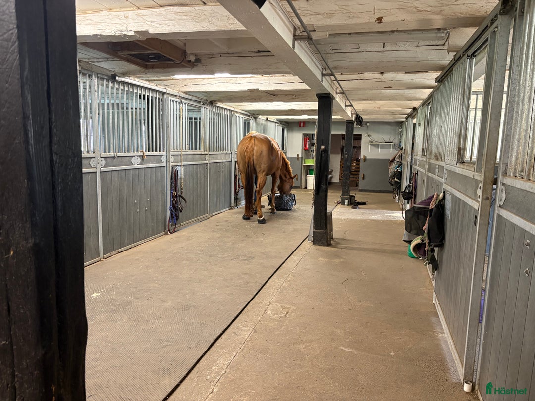  stallplats finnes: Stallplats i lösdriftsstall i Mjölby - Annons 4