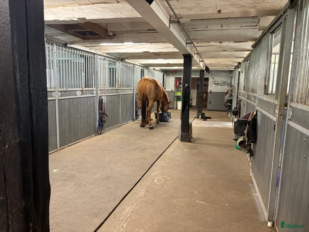  stallplats finnes: Stallplats i lösdriftsstall i Mjölby - Annons 4