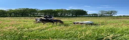 Allround hästar till salu: Charmig och glad c-ponny - Annons 10