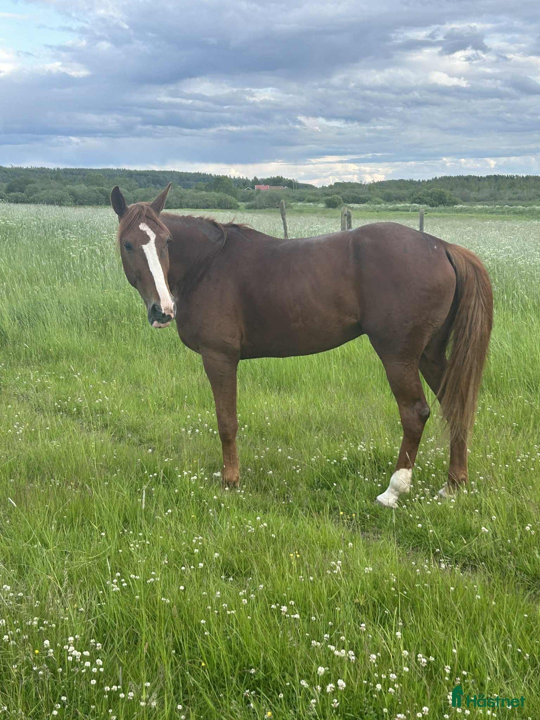 Allround hästar till salu: Världens snällaste guldkille! i Borlänge - Annons 4