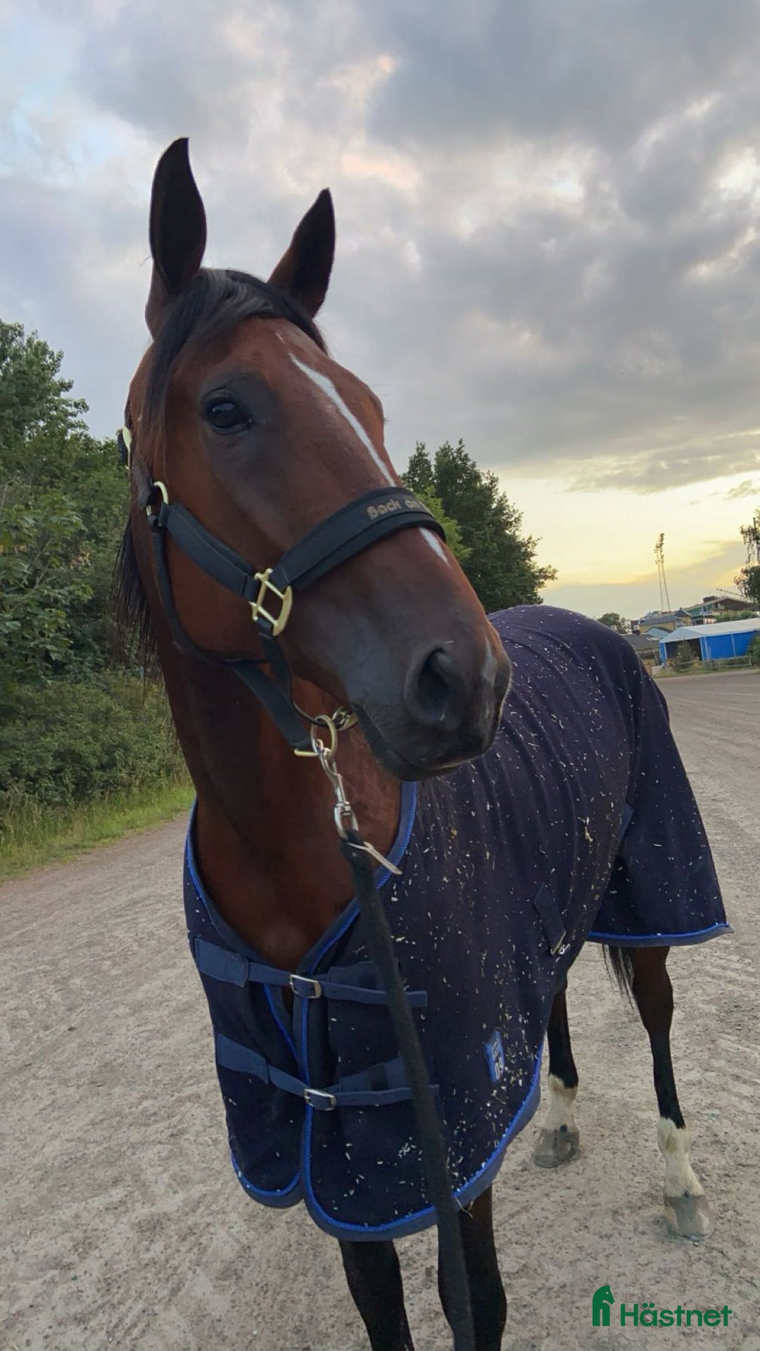 Allround hästar till salu: En fantastisk vän  i Blentarp - Annons 8