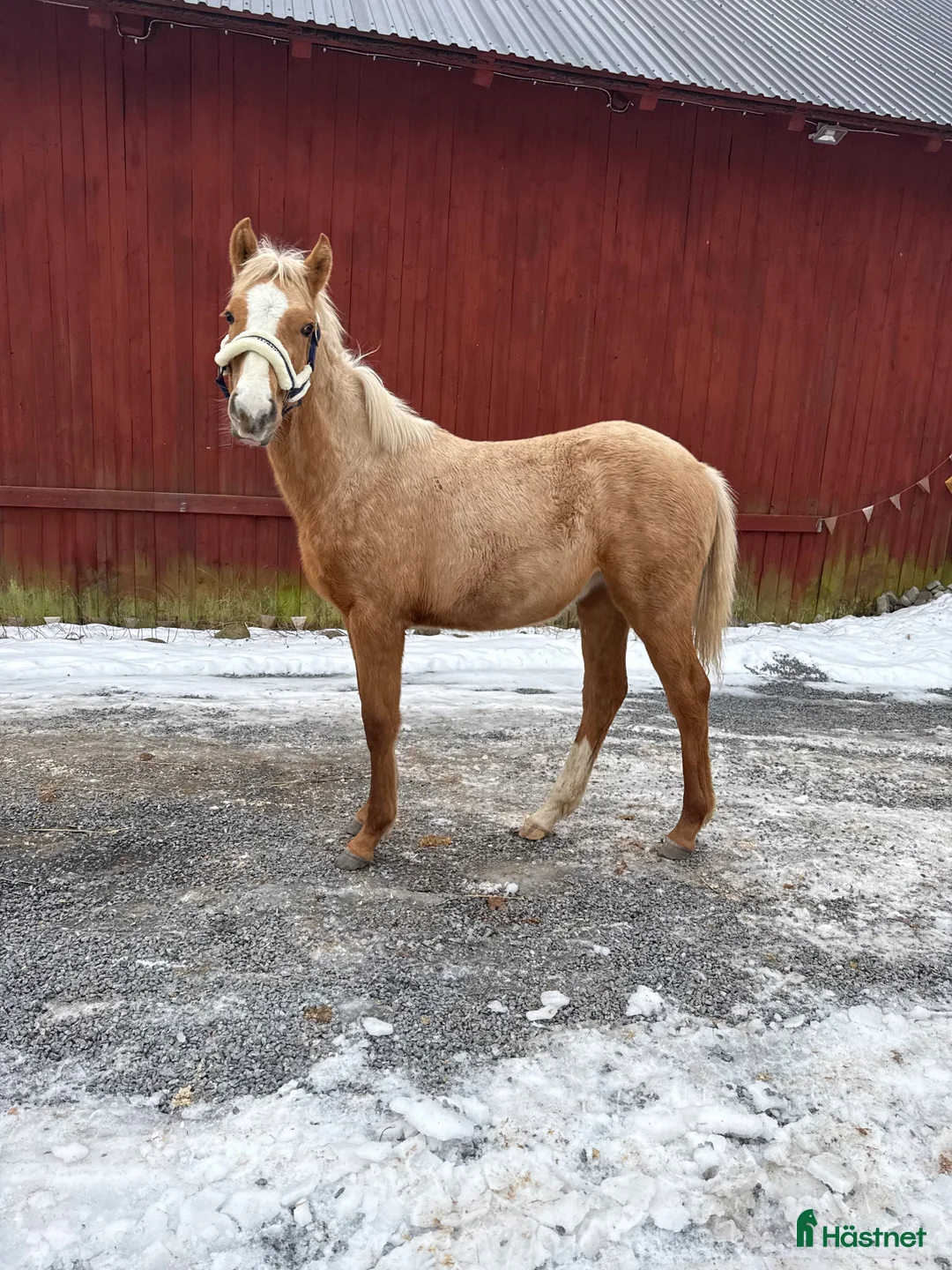 Dressyr hästar till salu: Sockersött sto e Zafferano - Sir Donnerhall  i Märsta - Annons 2