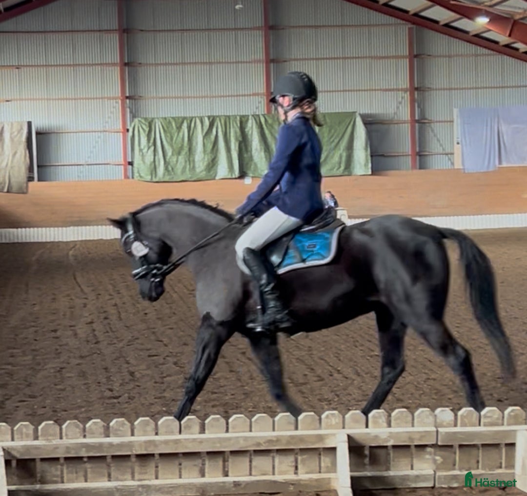  medryttarhäst finnes: B-ponny i Tulebo/Kållered i Mölndal - Annons 2