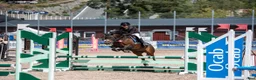 Hoppning hästar till salu: B-ponny  - Annons 3