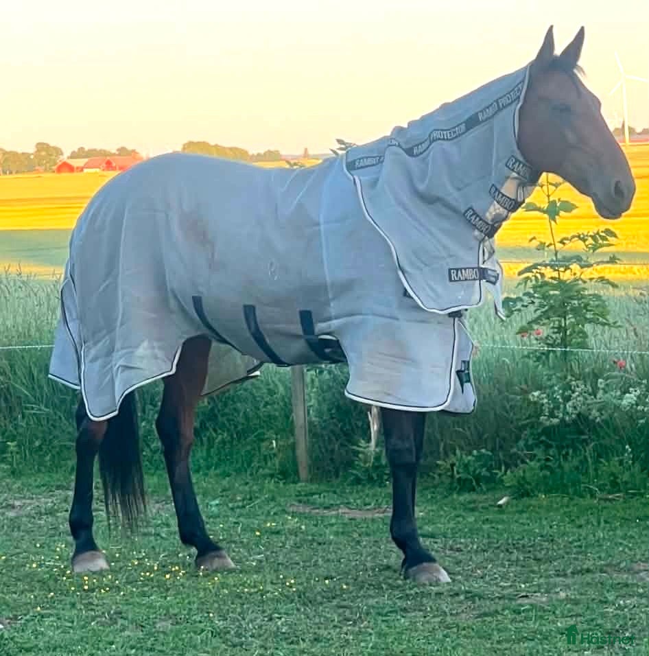 Täcken hästutrustning Horseware Rambo Protector  - Annons 3