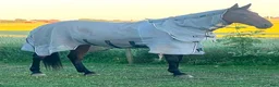 Täcken hästutrustning till salu: Horseware Rambo Protector  - Annons 1