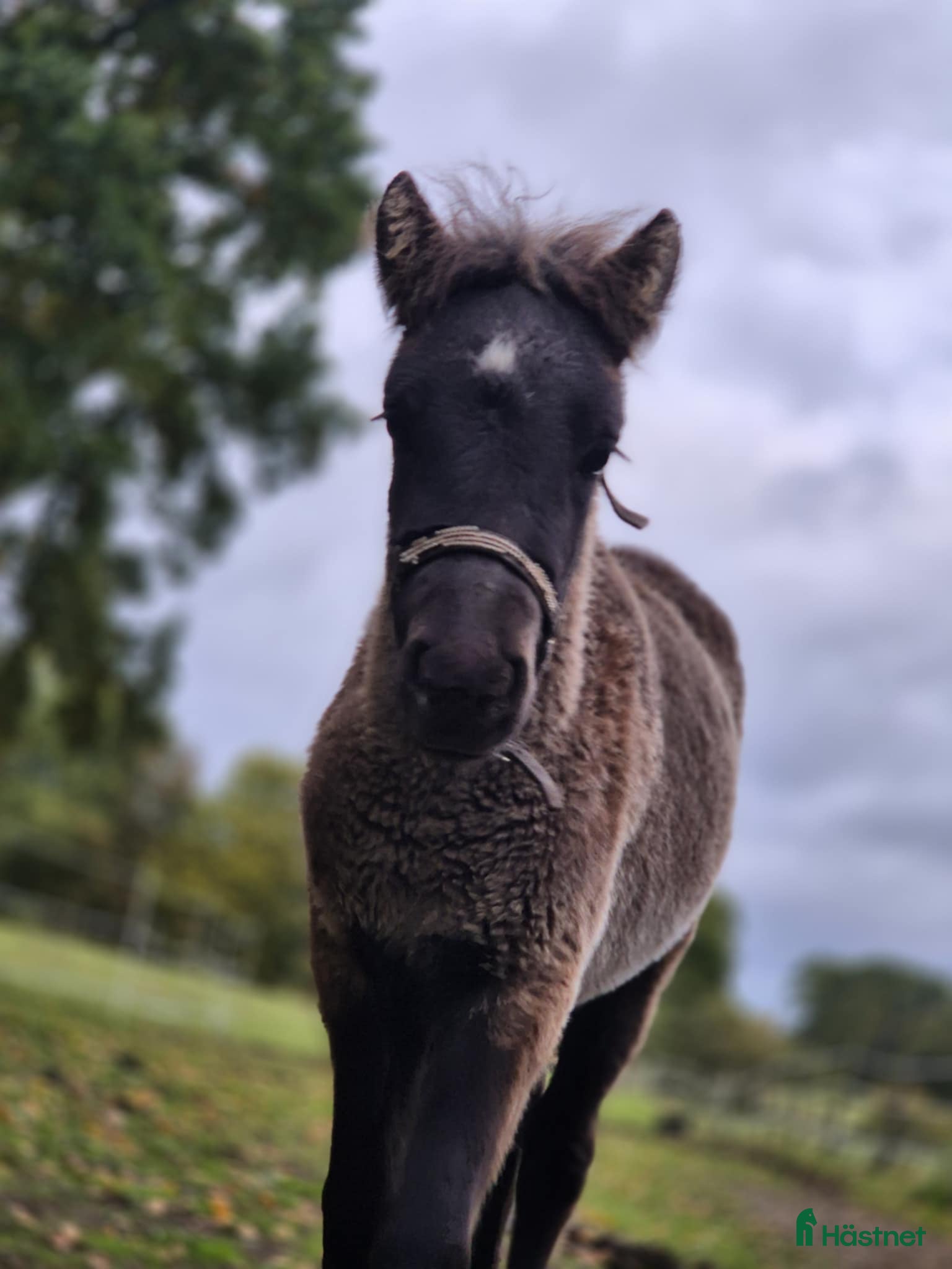  hästar Blivande stjärna säljes - Annons 19