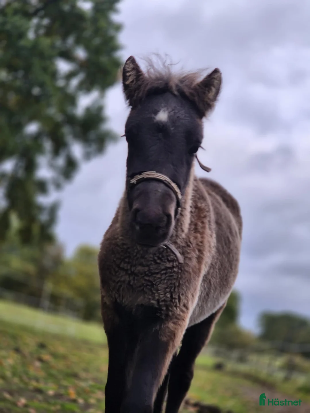 Allround hästar till salu: Blivande stjärna säljes - Annons 1